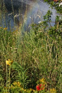 garden-rainbow-20090617_1263_600